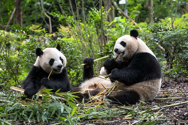 大熊猫 pandas